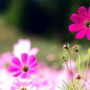 Meet your Posher, Keiko